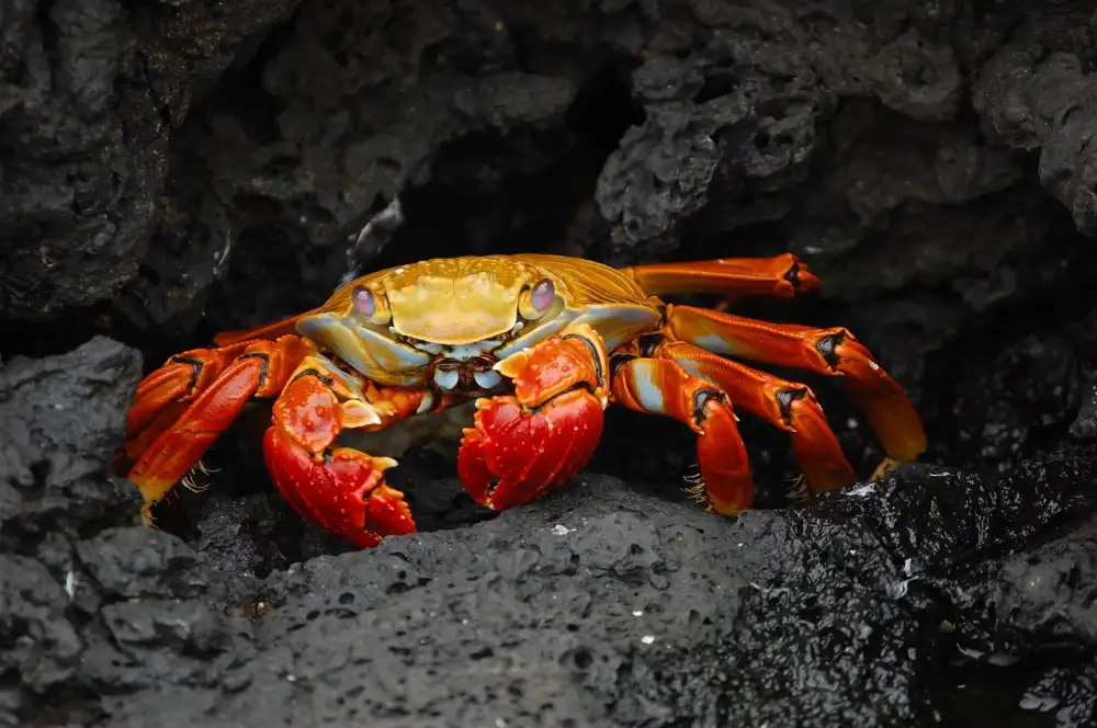 Crab Boil